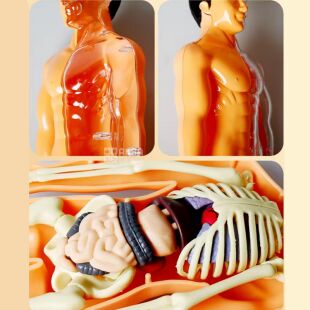 Іграшка-манекен для вивчення анатомічної структури людини, пластиковий