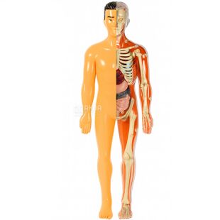 Іграшка-манекен для вивчення анатомічної структури людини, пластиковий