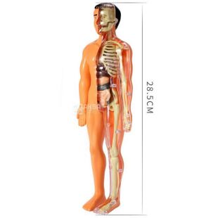 Іграшка-манекен для вивчення анатомічної структури людини, пластиковий