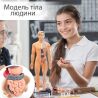 Игрушка-манекен для изучения анатомической структуры человека, пластиковый